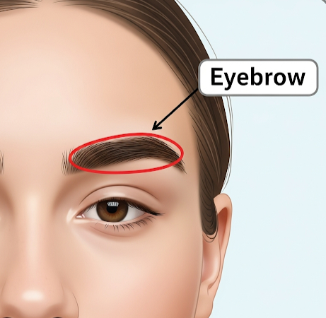 eyebrows